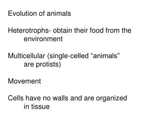 Evolution of animals Heterotrophs- obtain their food from the 	environment Multicellular (single-celled “animals” 	are p