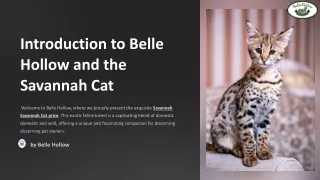 Exploring the Savannah Cat Price Range: An In-Depth Look