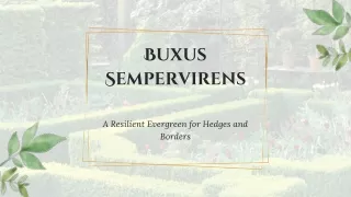 Embracing the Timeless Beauty of Buxus Sempervirens