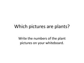 Which pictures are plants?