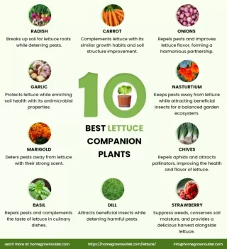 Lettuce Companion Plants