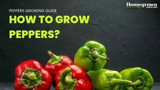 how to grow peppers?
