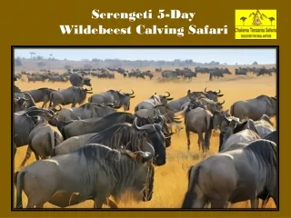 Serengeti 5-Day Wildebeest Calving Safari