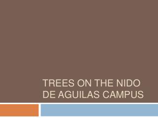 TREES ON THE NIDO DE AGUILAS CAMPUS