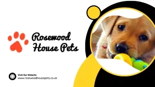 Doggy Daycare Warrington