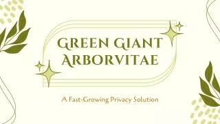 Green Giant Arborvitae