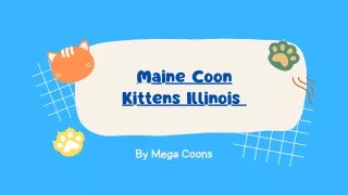 Maine Coon Kittens Illinois: Get a Friendly Coon Kittens in Illinois