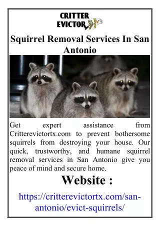 Squirrel Removal Services In San Antonio