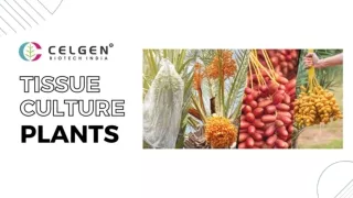 Buy Tissue Culture Plants Online at Celgen Biotech