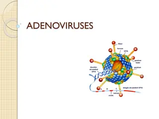 Overview of Adenoviruses: Diseases, Characteristics, and Prevention