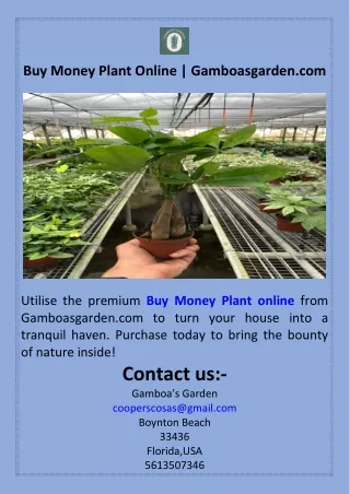 Buy Money Plant Online  Gamboasgarden.com