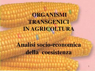 ORGANISMI TRANSGENICI IN AGRICOLTURA Analisi socio-economica della coesistenza
