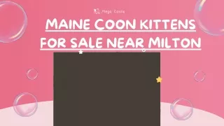 Maine Coon Kittens for Sale Near Me: Find Your Gentle Maine Coon in the US