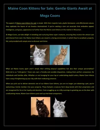 Maine Coon Kittens for Sale: Gentle Giants Await at Mega Coons