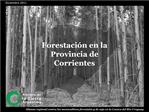 Forestaci n en la Provincia de Corrientes