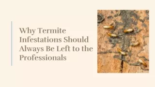 Why Termite Infestations Should Always Be Left to the Professionals