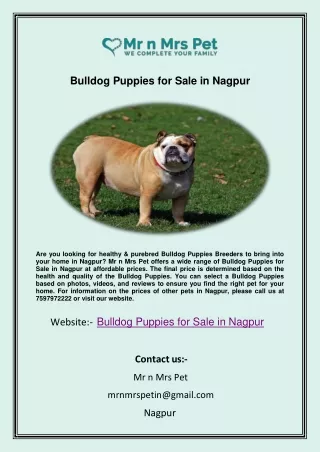 Bulldog Puppies for Sale in Nagpur