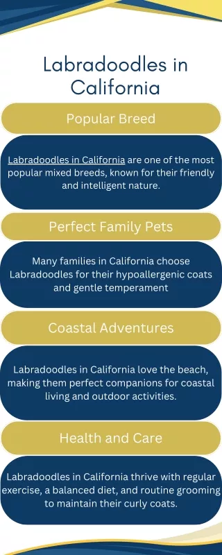 labradoodles in california