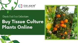 Shop Citrus Plants, Mango Plants & Other Plants at Celgen Biotech