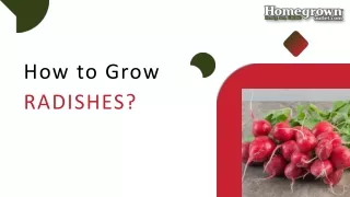 How to Grow RADISHES?