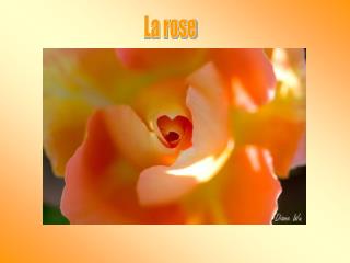 La rose