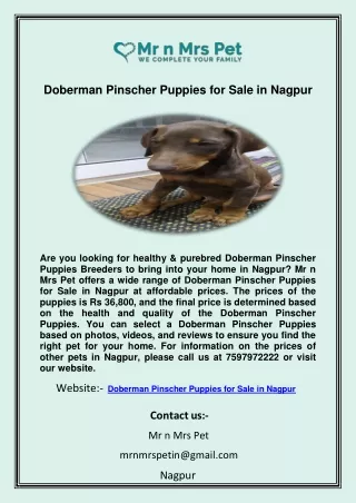 Doberman Pinscher Puppies for Sale in Nagpur