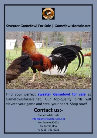 Sweater Gamefowl For Sale  Gamefowlsforsale.net