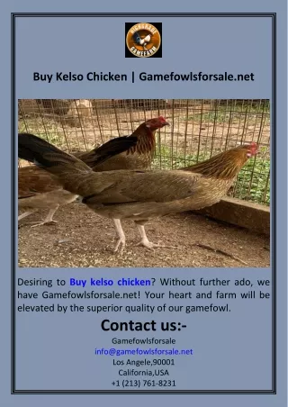 Buy Kelso Chicken  Gamefowlsforsale.net
