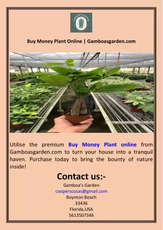 Buy Money Plant Online  Gamboasgarden.com