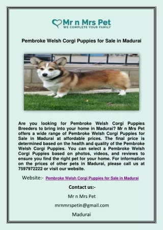 Pembroke Welsh Corgi Puppies for Sale in Madurai