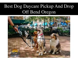 Best Dog Daycare Pickup And Drop Off Bend Oregon