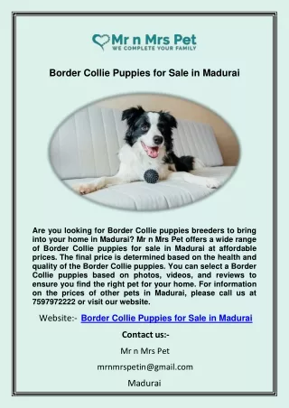 Border Collie Puppies for Sale in Madurai