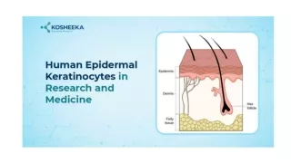 Exploring The Power Of Human Epidermal Keratinocytes In Research And Medicine