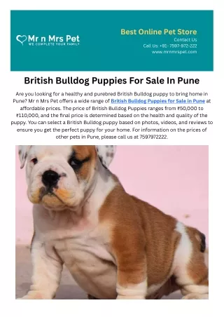 British Bulldog Puppies Price in Pune