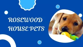 Doggy Daycare Cheshire