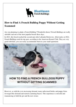 How to Find A French Bulldog Puppy Without Getting Scammed