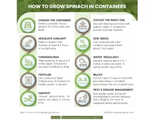 Grow Spinach in Containers