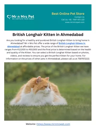 British Longhair Kitten in Ahmedabad