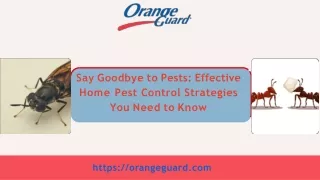 Say Goodbye to Pests Effective Home Pest Control Strategies You Need to Know