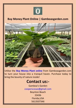 Buy Money Plant Online  Gamboasgarden.com