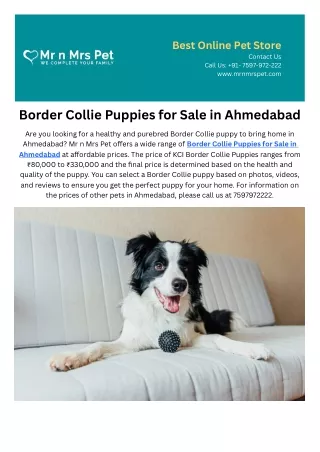 Border Collie Puppies for Sale in Ahmedabad