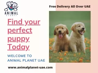 Animal Planet UAE - Pet Shop In Ajman UAE