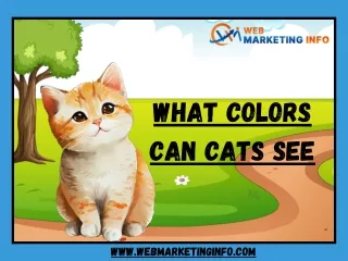 What Colors Can Cats See