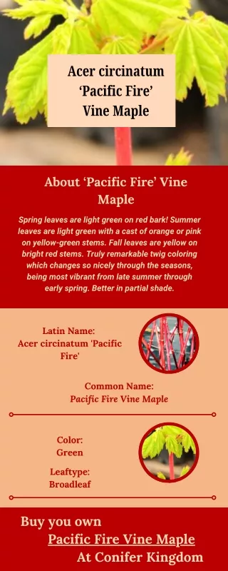 Compact Powerhouse: The Pacific Fire Vine Maple for Smaller Gardens  pen_spark