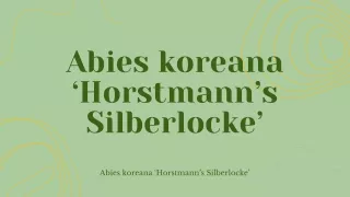 Unravel the Mystery: Planting Success with Abies koreana ‘Horstmann’s Silberlock