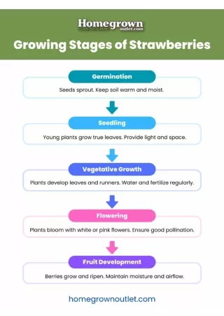 strawberry growing stages