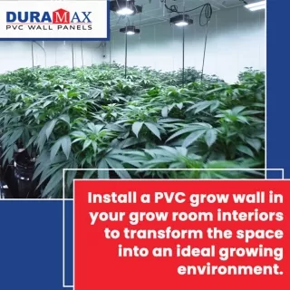 PVC grow wall ensures better light reflectivity in the grow room facility