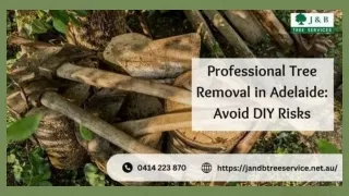 Professional Tree Removal in Adelaide: Avoid DIY Risks