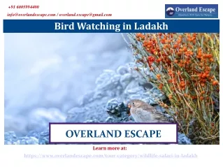 Bird Watching in Ladakh