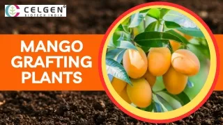 Purchase Mango Grafting Plants Online From Celgen Biotech